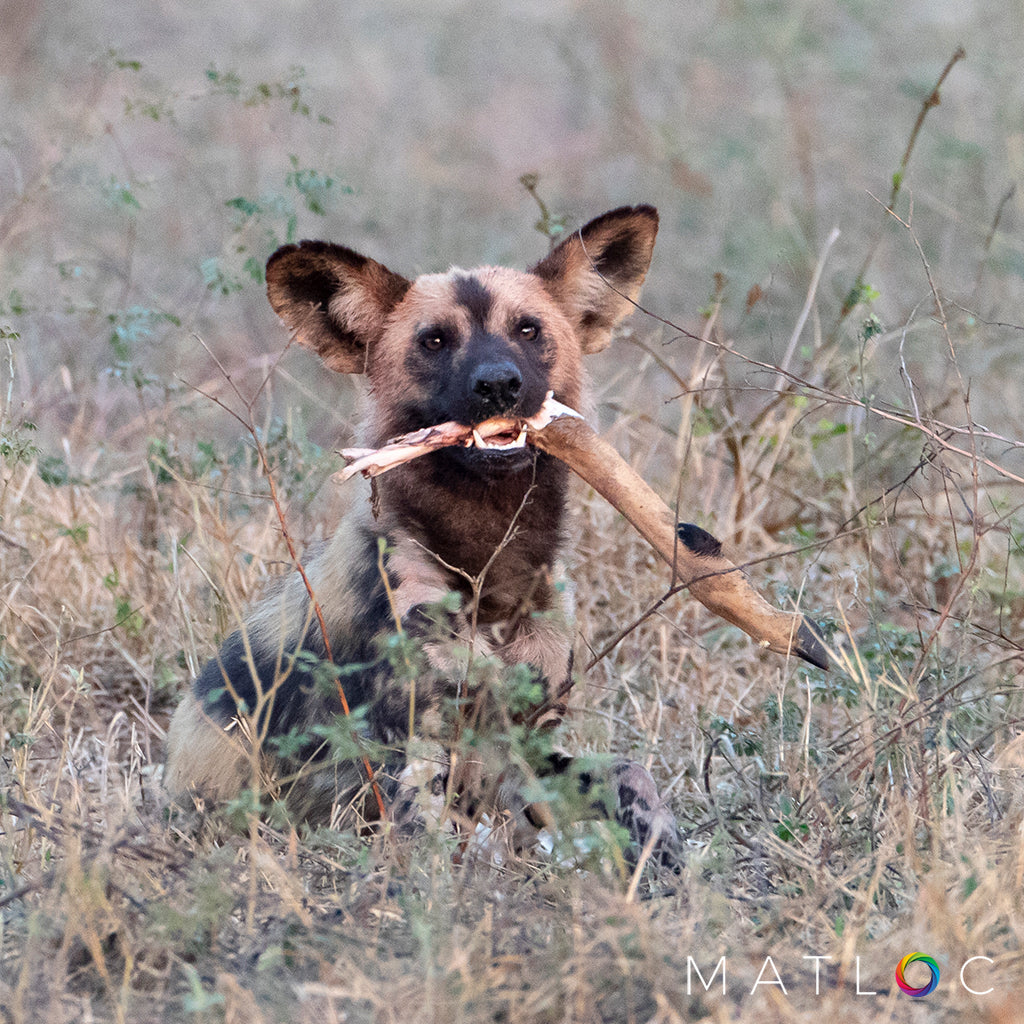 Wild Dog with a Leg