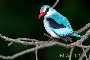 Woodland Kingfisher