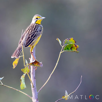 Yellow Throated Longclaw