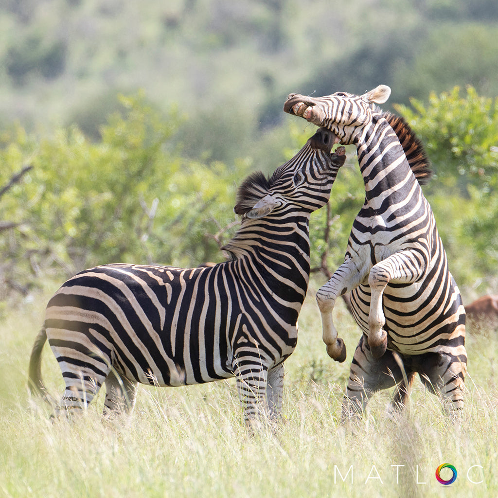 Zebra Fighting 2