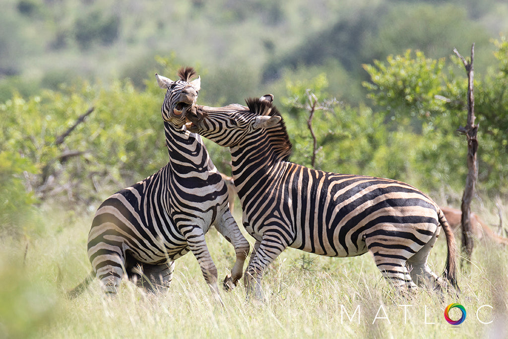 Zebra Fighting 3