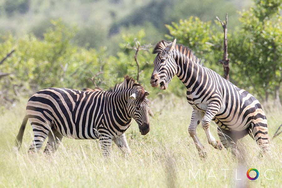 Zebra Fighting